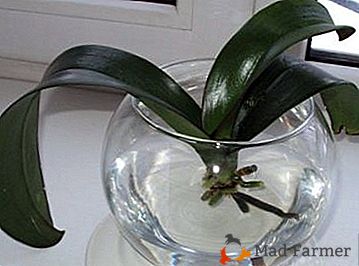 Застосовуємо агротехнічні прийоми будинку: вирощування орхідеї в воді по методу гідропоніки