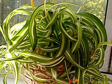 Prírodný čistič vzduchu v dome - Chlorophytum Curly (Curly, Bonnie)