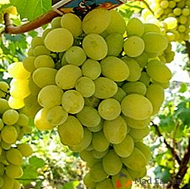 Atrakcyjna zewnętrznie pyszna odmiany winogron Bułgaria