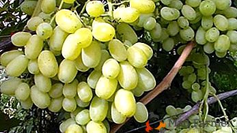 Segni di clorosi dell'uva e dei suoi tipi, foto e modi di trattare la malattia