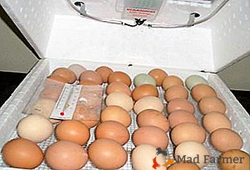 Процес инкубирања јаја код куће