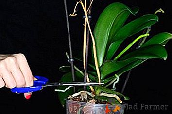 Prolongar a beleza - como cortar corretamente a orquídea após a floração?