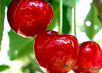 Produkční odrůda se severní registrací - Cherry Ural Ruby