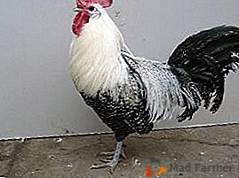 Productividad y belleza en su granja son los pollos de plata Kampin