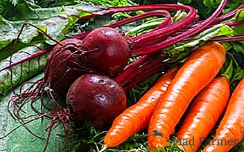 Прості правила: коли починати збирання врожаю моркви і буряка і як зберігати їх взимку в льосі?