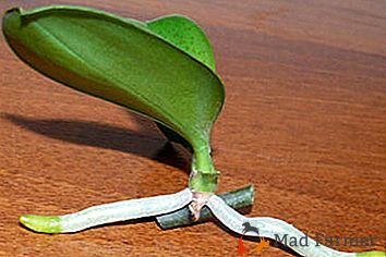 Једноставно и брзо репродуцирамо орхидеју: како биљати цвет бебе?