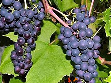 Simple, confiable, sin pretensiones - variedad de uva "Denisovsky"