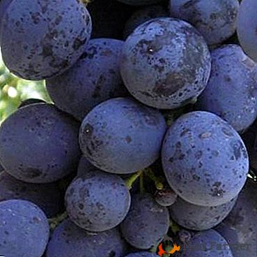 Cuidado simples, excelente imunidade e versatilidade - uvas Esfinge