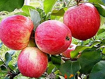 Varietà facile da curare e fruttata con frutti succosi - Marat Busurin