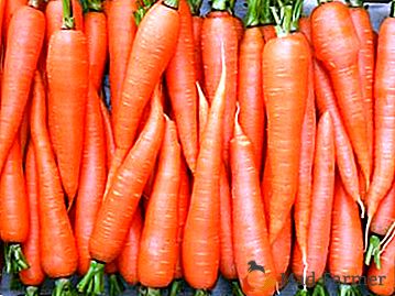 Maneiras comprovadas de economizar cenouras para o inverno na terra