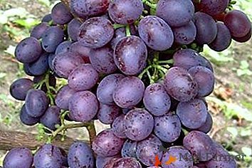 Una variedad de uva probada y eficiente "Krasna Nikopol"