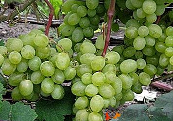 Una variedad de uva popular probada en el tiempo "Delight"