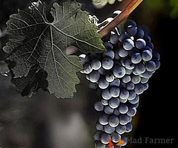 La variedad de uva probada "Strashensky"