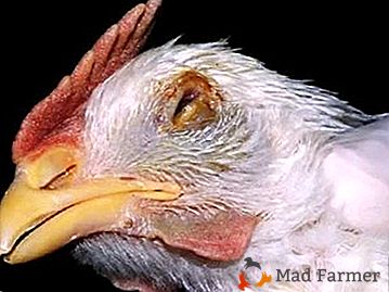 Pseudohum ali atipična kokošja kuga: simptomi, zdravljenje, preprečevanje okužb