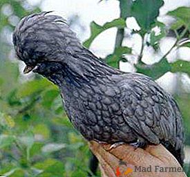 Ptice egzotične ljepote - Paduan pilići