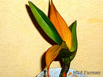 Cinco razões pelas quais as folhas ficam amarelas em orquídeas, ou Como economizar dendrobium?