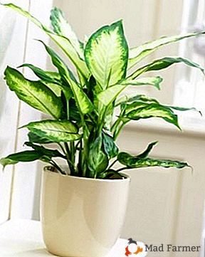 Паметна Диеффенбацхиа "Цамилла" је ефикасна и опасна биљка - како се бринути код куће?