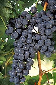 "Wół roboczy" północnych regionów Rosji - winogrona "Agat Donskoy" ("Vityaz")
