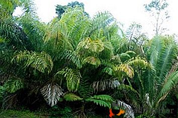 Rafia nebo Madagaskarská palma - palma s nejdelšími listy na světě