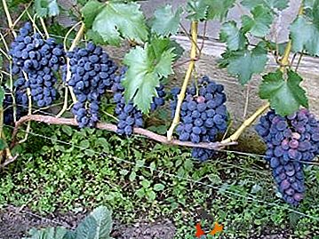 Variedad de maduración temprana, simple en cultivo y cuidado - uvas "Zabava"