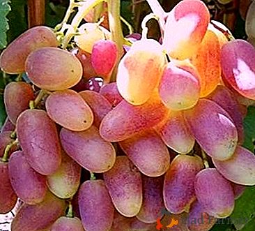 Wczesne winogrona "Przemienienia": opis odmiany, cechy i zdjęcia