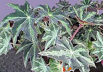 A dezvăluit "palmele" subtropicilor braziliene: Begonia Borshevikolistnaya