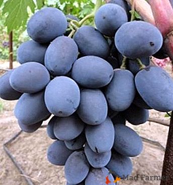 Поширений гібрид з високим якостями - виноград Фуршетний