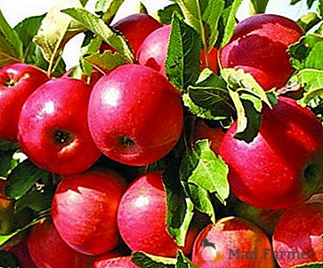 Varietate comună cu fructe mari - Idared