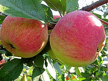 Variété de pomme commune avec un bon rendement - la fille de Melba