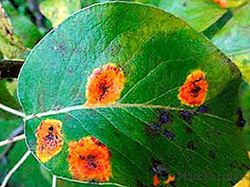 Обичайната болест на листата е ръжта от круши. Симптоми, лечение, методи на превенция