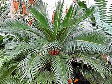 Planta Tsikas - palma exótica na "casca"! Regras de cuidado em casa