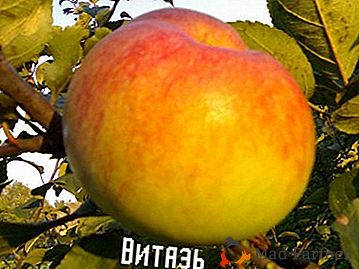 Não cresce, mas em largura - a macieira de Vityaz