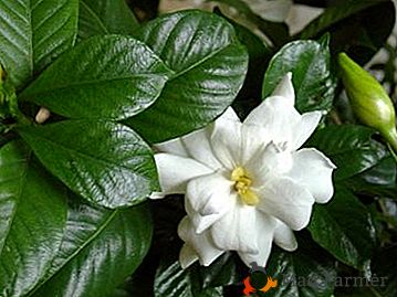 Powielanie gardenii w domu: powikłania i tajemnice rozmnażania się sadzonek