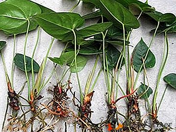 Reprodução de "felicidade masculina" em casa: cultivo de antúrio com estacas, folhas e sementes