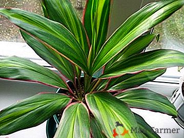 Frumusețe multicolore Cordylina kiwi: îngrijire la domiciliu