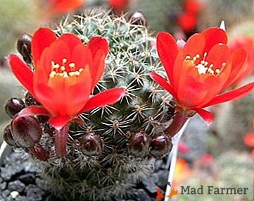 Variété d'espèces et particularités de la culture du cactus "Ailostera": soins à domicile et photo