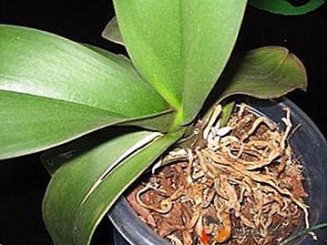 Ми смо реанимирали листове орхидеје: зашто тањире пукне и шта да радим с тим?