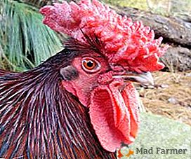 La rara raza inglesa de pollos - Krasnoshapochnye