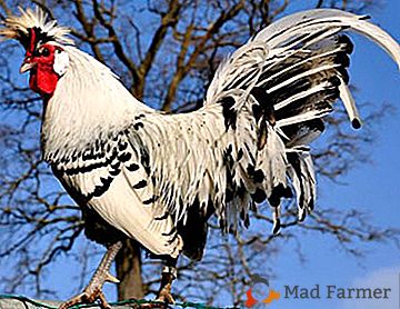La rara razza di polli proviene dalla Svizzera - Appenzeller