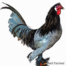 Рядка порода идва от Холандия - отглежданите кокошки