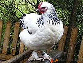 Une race rare avec de bons indicateurs est les poulets Sundmeymer