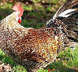 Редки породи с много предимства - пилетата Arshotz