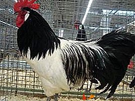 Oiseaux rares avec une couleur inhabituelle - poulets Luckenfelder