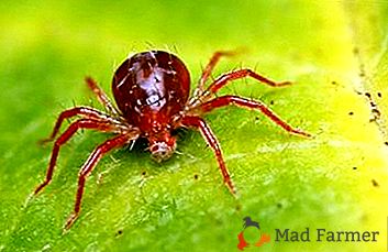 Recomandări cu privire la modul de abordare a unui acarian de păianjen pe plante interioare și de grădină