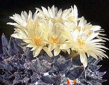 Рекомендації по догляду за кактусом «аріокарпус», фото рослини