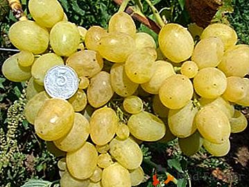 Nosilec zapisa za pridelek - grozdje "Pervozvanny"