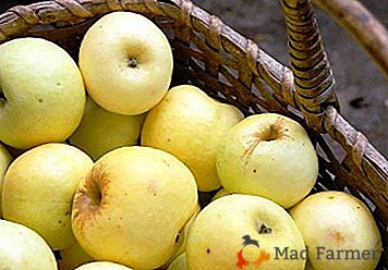 Nosilec zapisa za pridelke je jabolka sorte "Antonovka vulgaris"