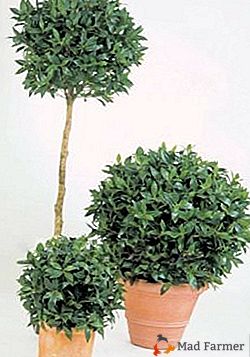Reliktowe drzewo laurowe w domu: opieka, warunki wzrostu, sadzenie i rozmnażanie