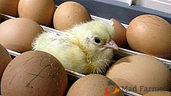 Način inkubacije kokošjih jajčec: podrobna navodila, kot tudi tabele z optimalno temperaturo, vlago in drugimi dejavniki podnevi