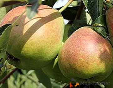 Firmeza rusa y ternura francesa - variedad de pera